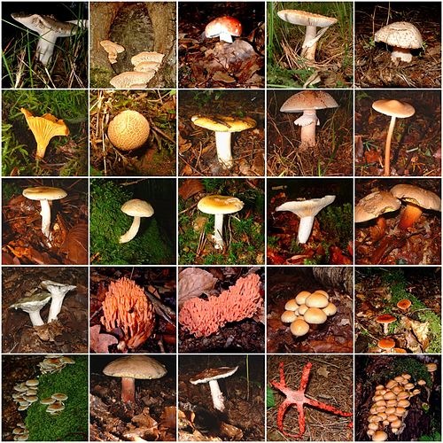 Champignons_mushrooms_(950475736)